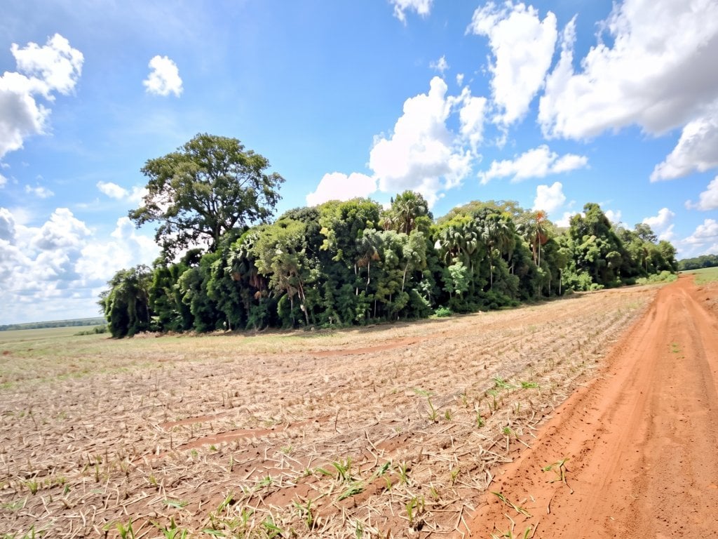 Imóvel Rural 215 ha (Fazenda Ventura Agro) - Campo Novo do Parecis - MT