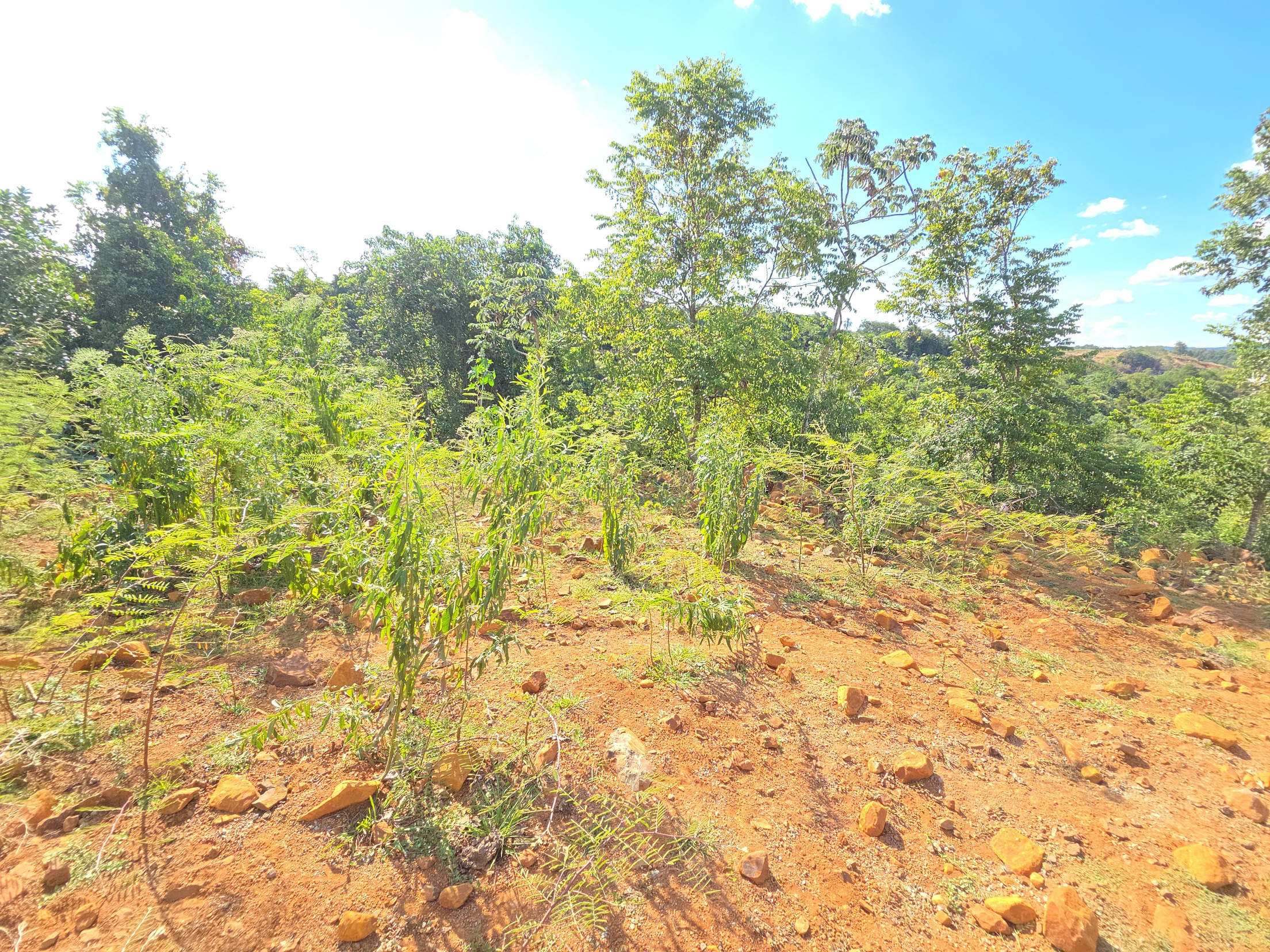 Terrenos
