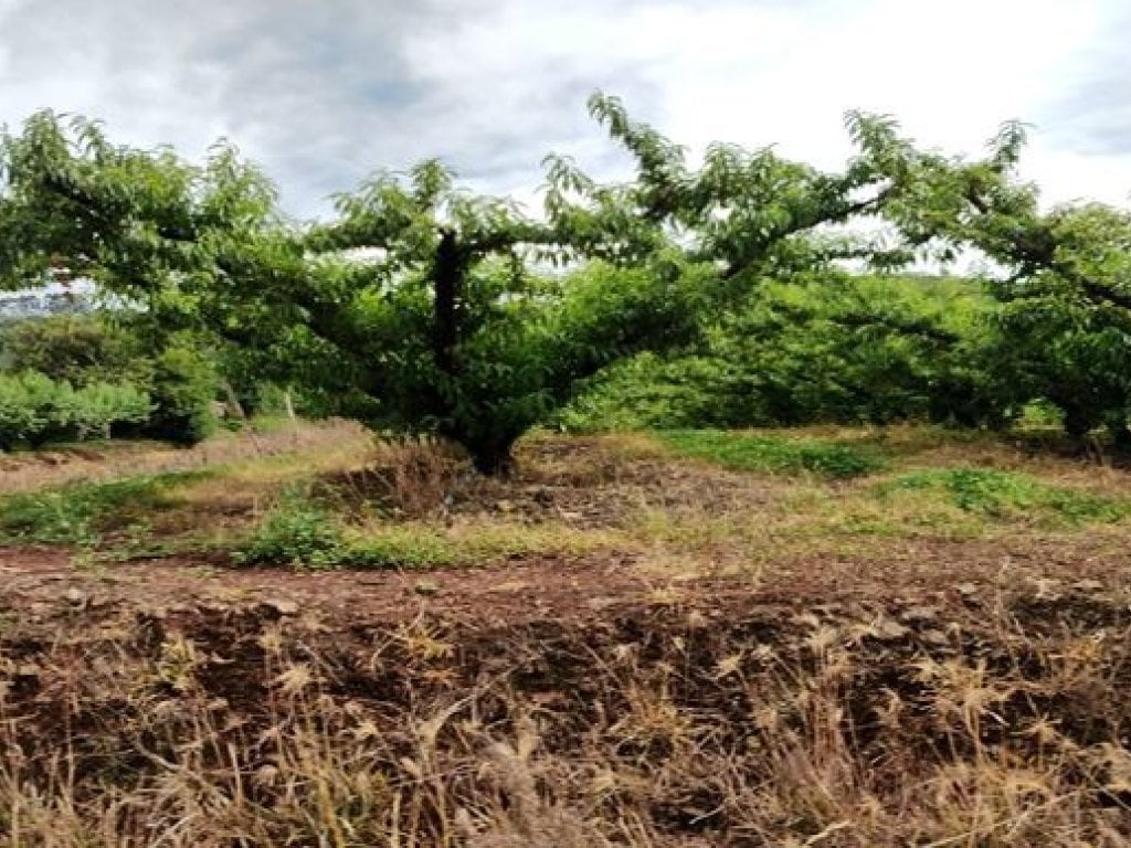 Área Rural 104.103 m² - Pinheiro Preto-SC - Linha São Roque, denominada Granja Adm - Zona Rural