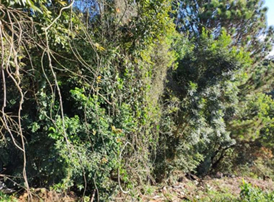 Terrenos